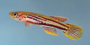 Image result for Chelon dumerili