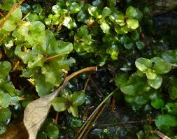 Attēlu rezultāti vaicājumam “Mnium”