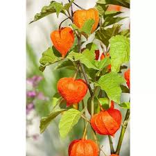 Image result for Lampionblume