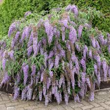 Image result for Buddleja davidii