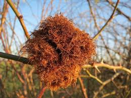 Attēlu rezultāti vaicājumam “Diplolepis rosae”