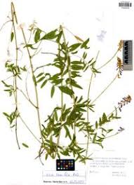 Attēlu rezultāti vaicājumam “Vicia tenuifolia”