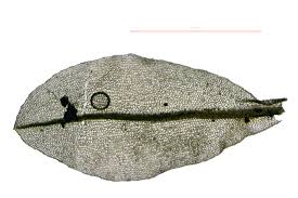 Attēlu rezultāti vaicājumam “Atrichum flavisetum sporophyte”