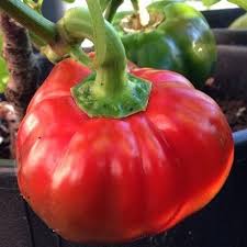 Afbeeldingsresultaat voor topepo giallo sweet pepper