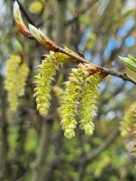 Attēlu rezultāti vaicājumam “Carpinus betulus male flower”