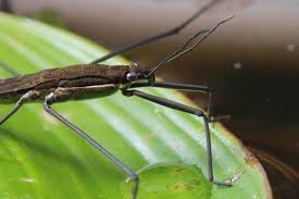 Attēlu rezultāti vaicājumam “Aquarius najas”