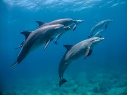 Afbeeldingsresultaat voor dolfijnen