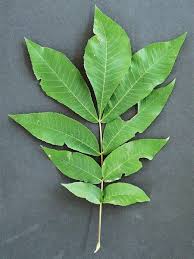 Attēlu rezultāti vaicājumam “Carya cordiformis”