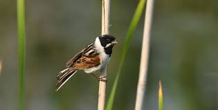 Attēlu rezultāti vaicājumam “Emberiza schoeniclus nest”
