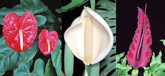 Attēlu rezultāti vaicājumam “Araceae”