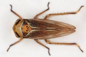 Attēlu rezultāti vaicājumam “Oncopsis sp.”