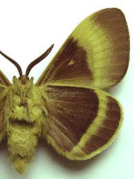 Attēlu rezultāti vaicājumam “Lasiocampa quercus imago”