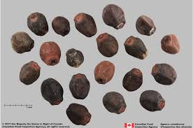 Attēlu rezultāti vaicājumam “Calystegia sepium fruit”