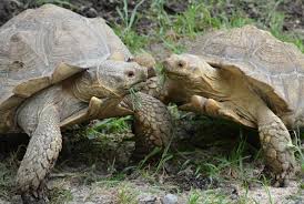 Attēlu rezultāti vaicājumam “Laurilia sulcata”