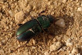 Attēlu rezultāti vaicājumam “Poecilus lepidus”