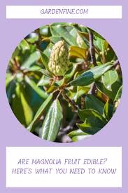 Attēlu rezultāti vaicājumam “Magnolia kobus fruit”