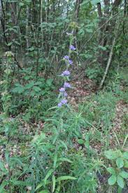 Attēlu rezultāti vaicājumam “Campanula cervicaria bud”