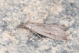 Attēlu rezultāti vaicājumam “Hypenodes humidalis”