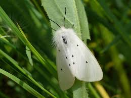 Attēlu rezultāti vaicājumam “Diaphora mendica”