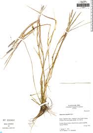 Attēlu rezultāti vaicājumam “Alopecurus aequalis”