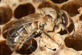 Attēlu rezultāti vaicājumam “Apis mellifera”