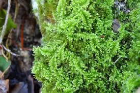 Attēlu rezultāti vaicājumam “Ctenidium molluscum”