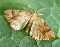 Attēlu rezultāti vaicājumam “Eulithis mellinata”