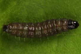 Attēlu rezultāti vaicājumam “Orthotaenia undulana”