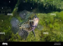 Image result for Pomoxis nigromaculatus