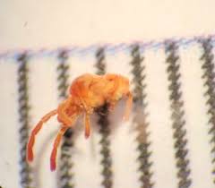 Attēlu rezultāti vaicājumam “Bryobia praetiosa”