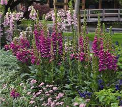 Image result for Digitalis purpurea