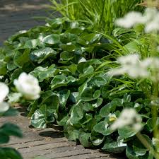 Attēlu rezultāti vaicājumam “Asarum europaeum”