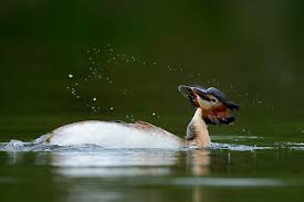 Attēlu rezultāti vaicājumam “Podiceps cristatus adult”