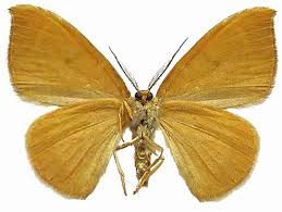 Attēlu rezultāti vaicājumam “Watsonalla binaria”