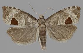 Attēlu rezultāti vaicājumam “Notocelia uddmanniana”