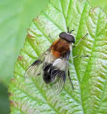 Attēlu rezultāti vaicājumam “Lycogala convexum”