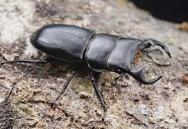 Attēlu rezultāti vaicājumam “Lucanidae”