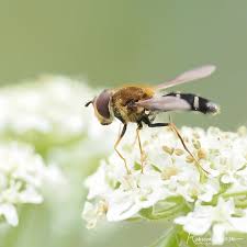 Attēlu rezultāti vaicājumam “Leucozona glaucia”