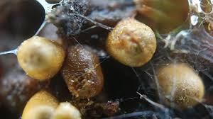 Attēlu rezultāti vaicājumam “Trichia varia young”