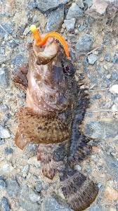 Image result for Scorpaena porcus