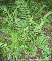 Attēlu rezultāti vaicājumam “Athyrium filix-femina”