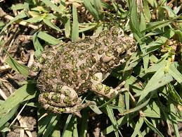 Attēlu rezultāti vaicājumam “Pseudepidalea viridis”