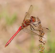 Attēlu rezultāti vaicājumam “Sympetrum vulgatum male”