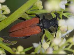 Attēlu rezultāti vaicājumam “Anastrangalia sanguinolenta”