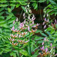 Image result for Lilium martagon `Manitoba Fox`