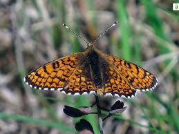 Attēlu rezultāti vaicājumam “Melitaea cinxia upperside”