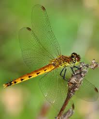 Attēlu rezultāti vaicājumam “Sympetrum”