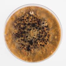 Attēlu rezultāti vaicājumam “Craterium aureum spores”