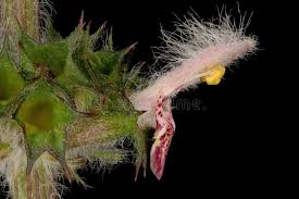 Attēlu rezultāti vaicājumam “Leonurus quinquelobatus flower”