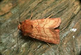 Attēlu rezultāti vaicājumam “Eriopygodes imbecilla”